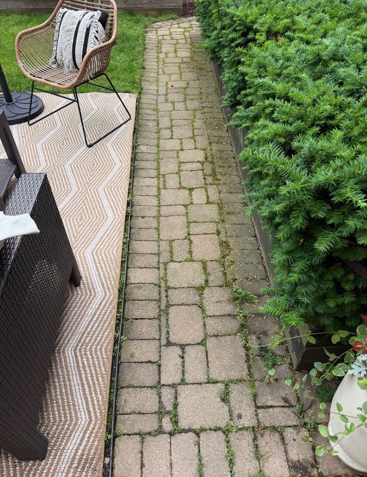 Mossy, dirty paver walkway before pressure washing